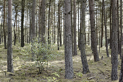 Buy stock photo Landscape, forest and pine trees with growth, bark or trunk for sustainability with environment in spring. Nature, plants and leaves for eco friendly agroforestry, woods and organic timber production