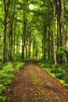 Trees of all types and seasons. A  beautiful world of differences