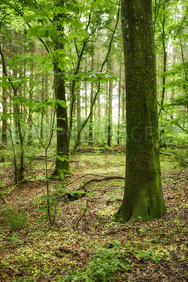 Buy stock photo Plants, tree trunk and green moss in forest for woodland habitat, ecosystem or ecological benefit. Leaves, woods and lichens on bark in natural environment for biodiversity, erosion control or nature