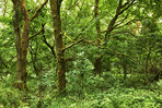 Trees of all types and seasons. A  beautiful world of differences