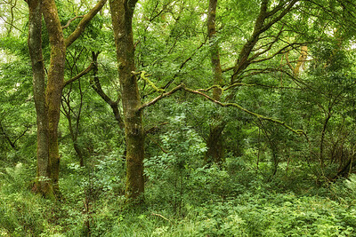 Buy stock photo Plants, trees and landscape of rainforest in nature for habitat, carbon dioxide and biodiversity. Ecosystem, woods and green foliage in environment for sustainability, vegetation growth and ecology