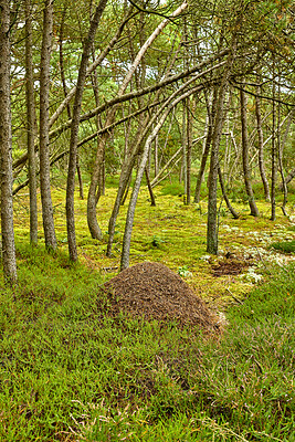 Buy stock photo Landscape, woods and trees with grass in nature, trunk and sustainability with clouds in environment. Ecosystem, plants and leaves for eco friendly agroforestry, outdoor and organic timber production