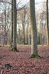 Trees of all types and seasons. A  beautiful world of differences