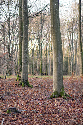 Buy stock photo Landscape, forest and pine trees in autumn, trunk or bark for sustainability with environment in nature. Outdoor, fall and dry leaves with eco friendly agroforestry, woods and timber production