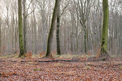 Buy stock photo Landscape, forest and dry leaves in autumn, trunk or bark for sustainability, environment and nature. Outdoor, fall and brown foliage on ground, eco friendly agroforestry or season change in woods