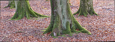 Buy stock photo Landscape, woods and dry leaves in autumn, trees or bark for sustainability, environment and banner. Outdoor, fall and brown foliage with moss, eco friendly agroforestry or season change in forest