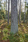Trees of all types and seasons. A  beautiful world of differences