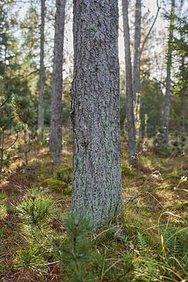 Buy stock photo Nature, plants and trees in woods by grass for earth conservation, sustainability or landscape. Spring, natural and  bark for eco friendly environment with lawn, leaves and greenery in countryside.