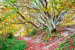 Trees of all types and seasons. A  beautiful world of differences