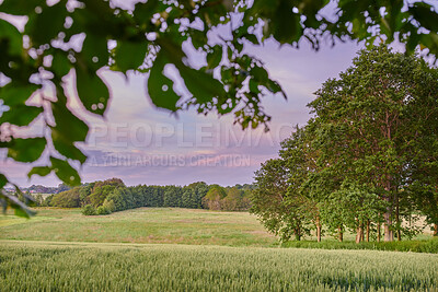 Buy stock photo Landscape, forest and trees with grass in nature, sky and sustainability with clouds in environment. Ecosystem, plants and leaves in woods, eco friendly or growth on field with spring in countryside
