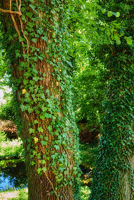 Buy stock photo Nature, tree and leaves on bark in forest for pollinator support, natural ecosystem or habitat. Woods, foliage or english ivy on trunk in green environment for biodiversity, ecology or sustainability