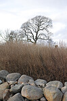 Trees of all types and seasons. A  beautiful world of differences