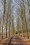 Trees of all types and seasons. A  beautiful world of differences