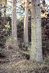 Trees of all types and seasons. A  beautiful world of differences