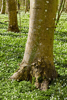 Buy stock photo Botanical, summer or tree bark in forest with growth, habitat or root structure in ecology. Conservation, trunk or plants with development, natural landscape or greenery in outdoor environment.
