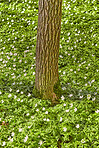 Trees of all types and seasons. A  beautiful world of differences