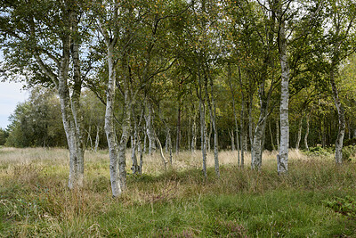 Buy stock photo Outdoor, view and sustainability of tree trunk in woods, color change or shed in natural environment. Forest, fresh air and texture of plants in nature, autumn season and peaceful scenery at park