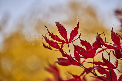 Buy stock photo Autumn, tree and maple leaves in forest with growth, red color and sustainability for environment. Space, fall season and closeup outdoor with foliage texture, nature and countryside plants in Japan.