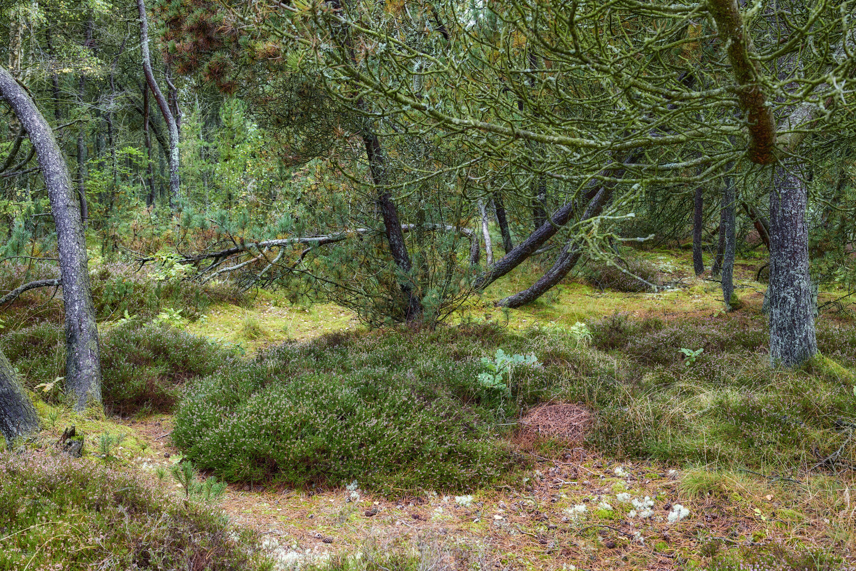 Buy stock photo Park, branch and sustainability of trees in countryside, fall season or shed in natural environment. Outdoor, fresh air and texture of plants in nature, autumn and peaceful scenery of landscape