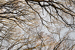 Trees of all types and seasons. A  beautiful world of differences
