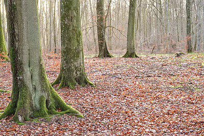 Buy stock photo Landscape, forest and dry leaves in autumn, ground or bark for sustainability, environment or nature. Outdoor, fall and texture with moss on trunk, eco friendly agroforestry or season change in woods