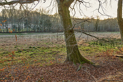 Buy stock photo Landscape, woods and dry leaves in autumn, outdoor or bark for sustainability, environment and nature. Branches, fall and field with trees, eco friendly agroforestry and season change in forest