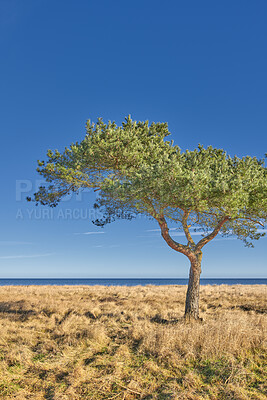 Buy stock photo Landscape, lake and trees with grass in nature, outdoor and sustainability in environment on horizon. Ecosystem, plants and leaves with space in sky, woods or growth for conservation at national park