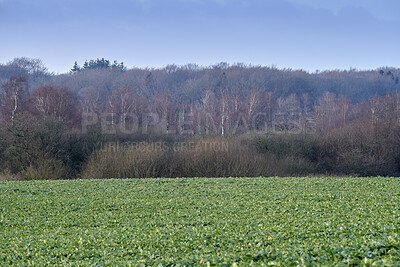 Buy stock photo Green, crops or landscape on farm with growth, rural countryside or nature for sustainable environment. Vegetation, field and agriculture outdoor with bush, harvest season or plants for agro scenery.