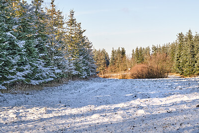 Buy stock photo Winter, snow and trees in forest with frost, outdoor landscape or sustainable environment for ecology. Bush, growth and plants in nature with cold climate, ice or rural countryside scenery in England