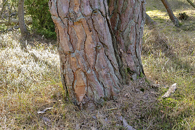 Buy stock photo Tree, trunk and growth in forest with grass, sustainability and rough texture of bark in environment. Pine wood, plants or bush outdoor in woods with rural countryside, ecology or nature conservation