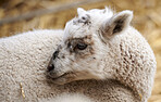 Sheep, cattle and cleaning with food on farm or hay for natural growth, production or resources. Animal, wildlife or lamb with livestock in habitat for agriculture, stock or sustainable farming