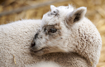 Buy stock photo Sheep, livestock and cleaning with wool on farm or hay for natural growth, production or resources. Animal, lamb or outdoor habitat in agribusiness for agriculture, stock or sustainable farmland