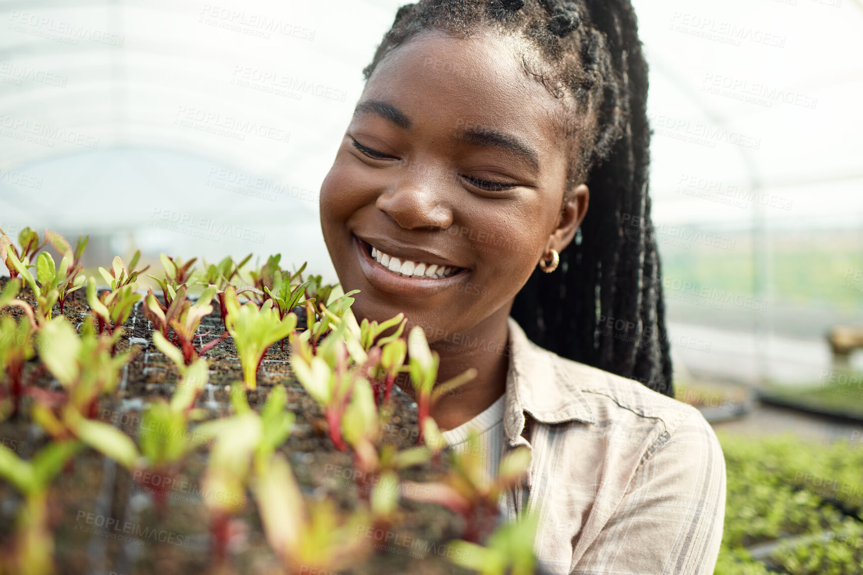Buy stock photo Sustainable, soil and black woman with plants in greenhouse for agriculture, growth or agro business. Eco friendly, organic and female person with fertilizer for leaves for horticulture cultivation.