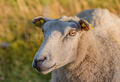 Buy stock photo Sheep, livestock and eating with grass in nature for eid al adha, sacrifice or natural habitat. Animal, farmland or lamb with food supply or growth for agriculture, production or qurbani tradition