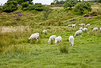 Sheep, herd and grazing on field in nature for food, pasture and outdoor with eating for nutrition. Free range animal, livestock and flock with diet, grass or farm for meat, wool and sustainability