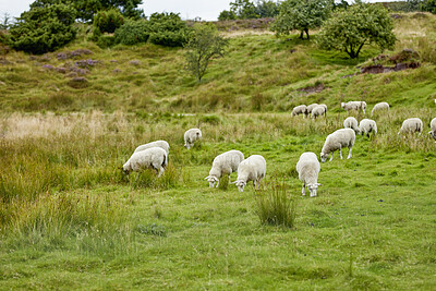 Buy stock photo Sheep, herd and grazing on field in nature for food, pasture and outdoor with eating for nutrition. Free range animal, livestock and flock with diet, grass or farm for meat, wool and sustainability