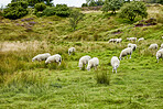 Sheep, flock and grazing on grass in nature for food, pasture and outdoor with eating for nutrition. Free range animal, livestock and herd with diet, field or farm for meat, wool and sustainability