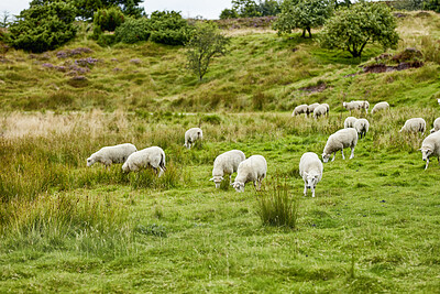 Buy stock photo Sheep, flock and grazing on grass in nature for food, pasture and outdoor with eating for nutrition. Free range animal, livestock and herd with diet, field or farm for meat, wool and sustainability