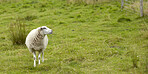 Sheep, livestock and grass field with space for agriculture, natural growth or food production. Animal, farmland or lamb with greenery in habitat or countryside for cattle or sustainable farming land