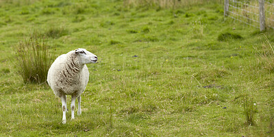 Buy stock photo Sheep, livestock or grass field with space for agriculture, natural growth or food production. Animal, farmland or lamb with greenery in habitat or countryside for agribusiness or sustainable farming