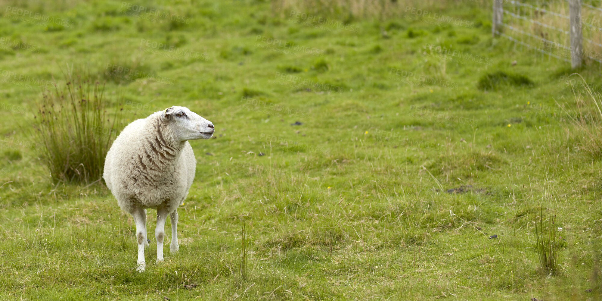 Buy stock photo Sheep, livestock or grass field with space for agriculture, natural growth or food production. Animal, farmland or lamb with greenery in habitat or countryside for agribusiness or sustainable farming