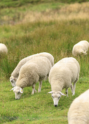 Buy stock photo Sheep, flock or livestock eating on grass field in nature for natural growth, food or resources. Pack, animals or agribusiness with greenery in habitat or countryside for agriculture or production