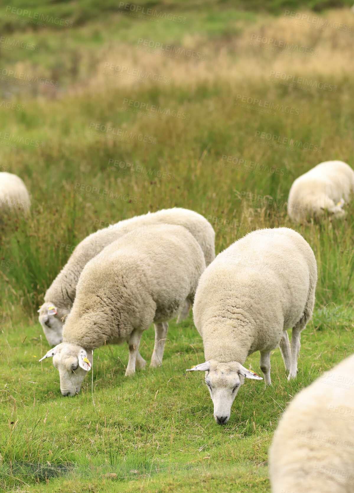 Buy stock photo Sheep, flock or livestock eating on grass field in nature for natural growth, food or resources. Pack, animals or agribusiness with greenery in habitat or countryside for agriculture or production