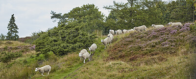 Buy stock photo Sheep, herd and walk on field in nature for grazing, pasture and outdoor with banner for agriculture. Free range animal, livestock and flock on hill, grass or farm for meat, wool and sustainability