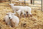 Sheep, livestock or cattle with calf on hay in farm for natural growth, food or resources. Pack, animals or flock of wildlife or lamb in habitat for agriculture, production or sustainable farming