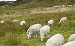 Sheep, livestock or eating on grass field in nature for natural growth, food or resources. Pack, animals or flock of wildlife or lamb with habitat in countryside for agriculture or production