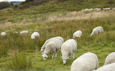 Buy stock photo Sheep, livestock or eating on grass field in nature for natural growth, food or resources. Pack, animals or flock of wildlife or lamb with habitat in countryside for agriculture or production