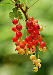 Tree, redcurrant and agriculture with growth outdoor, organic and sustainability with leaves. Healthy, hanging fruit or berries with farming, closeup and agro development with green vine in nature