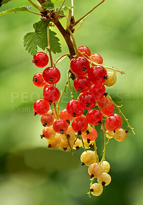 Buy stock photo Tree, redcurrant and agriculture with growth outdoor, organic and sustainability with leaves. Healthy, hanging fruit or berries with farming, closeup and agro development with green vine in nature