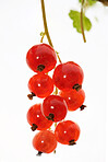 Closeup, redcurrant and agriculture with growth, organic and sustainability on white background. Healthy, fresh hanging fruit or berries with farming, produce and agro development with harvest
